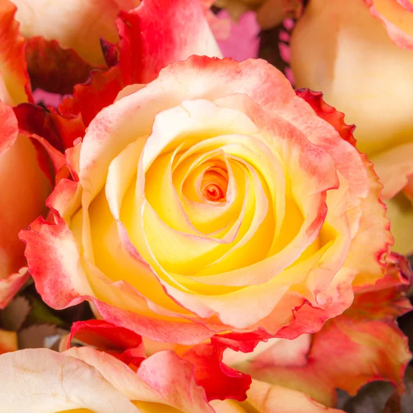 Abstrakter Hintergrund von Blumen. Nahaufnahme. — Stockfoto