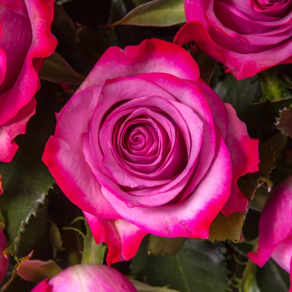 Magenta Blütenblatt Rosenblüte — Stockfoto