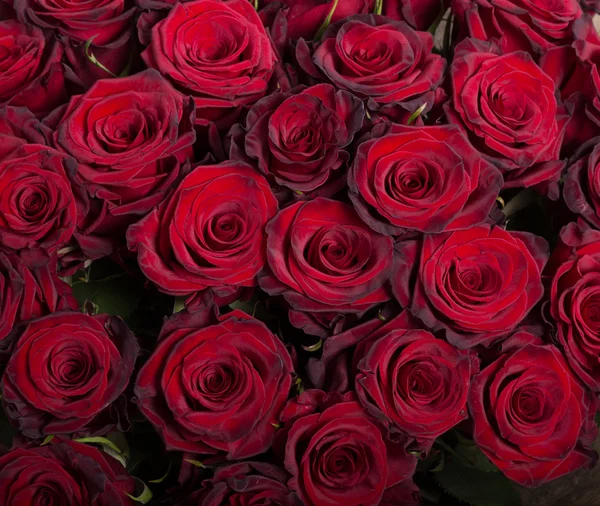 Un sacco di rose rosse naturali sfondo — Foto Stock