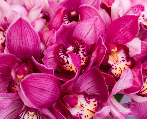 Abstracte achtergrond van bloemen. Close-up. — Stockfoto