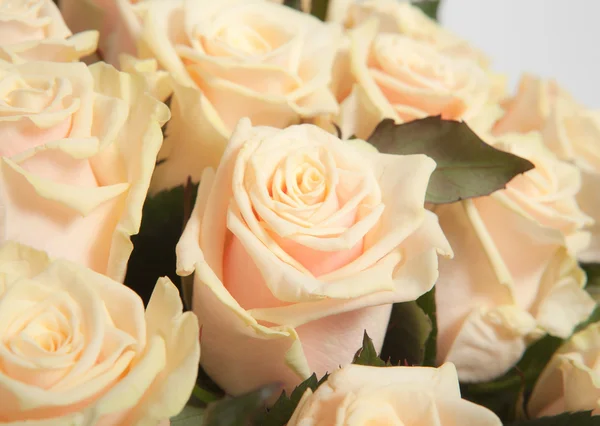 Cream roses — Stock Photo, Image