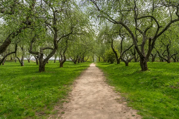 Green trees in park, a morning view. — Stock Photo, Image