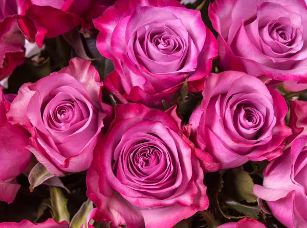 Pink roses close up — Stock Photo, Image