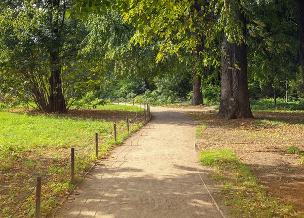 Green trees in park, a morning view. — Stock Photo, Image