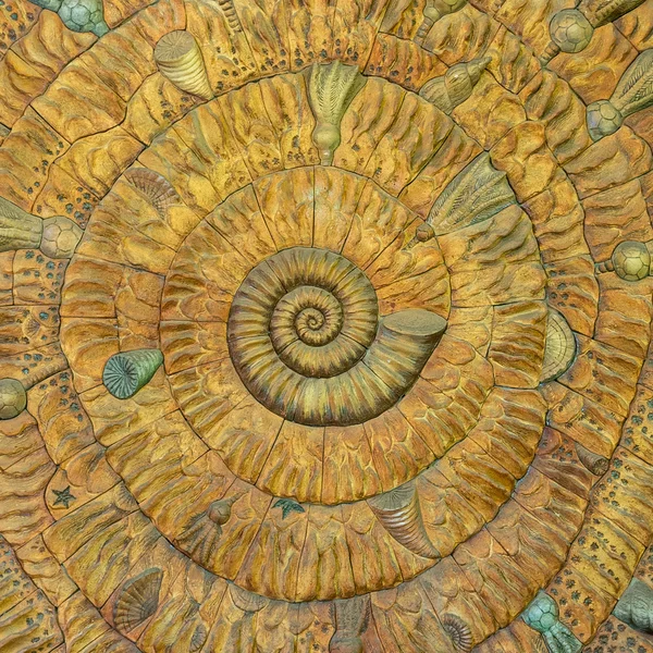 Un increíble patrón de fibonacci en una concha de nautilus — Foto de Stock