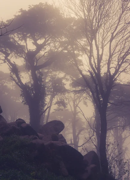 Camino a través de un bosque dorado con niebla y luz cálida — Foto de Stock