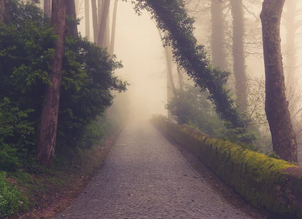 Camino a través de un bosque dorado con niebla y luz cálida — Foto de Stock