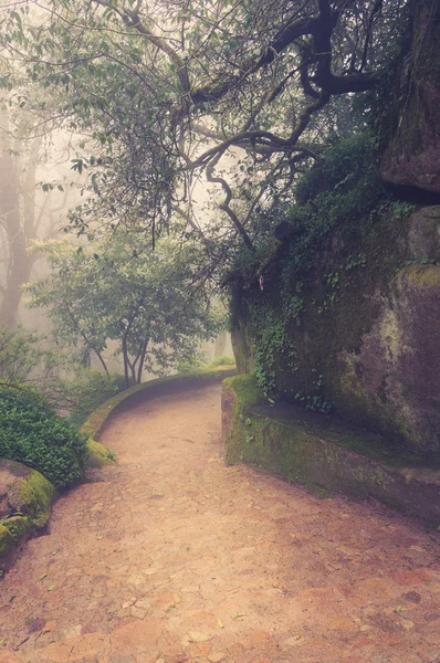 Estrada através de uma floresta dourada com nevoeiro e luz quente — Fotografia de Stock