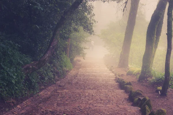 Road through a golden forest with fog and warm light