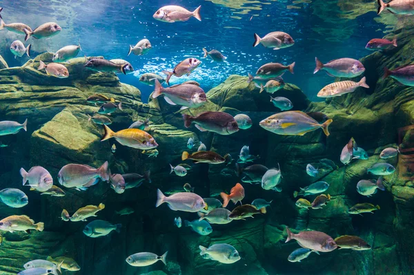 Foto de uma colônia de corais, Mar Vermelho, Egito — Fotografia de Stock