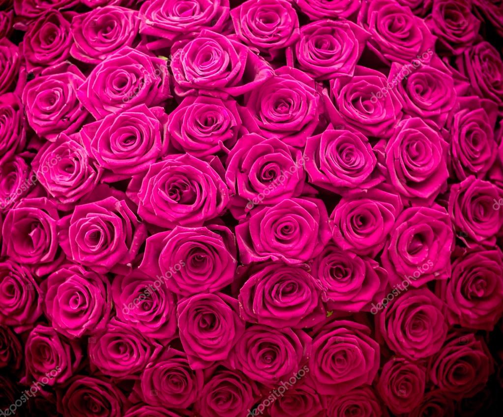 Magenta Natural Roses Background Stock Photo C Gilmanshin