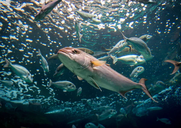 Escola de peixes debaixo de água. Foto tirada no aquário da Cidade das Artes e Ciências, Valência . — Fotografia de Stock