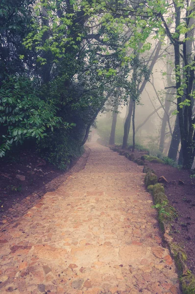 Route à travers une forêt dorée avec brouillard et lumière chaude — Photo