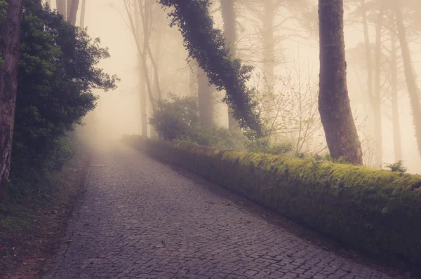 Strada attraverso una foresta dorata con nebbia e luce calda — Foto Stock