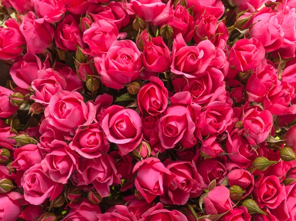 Pequeno buquê de rosas rosa de perto — Fotografia de Stock