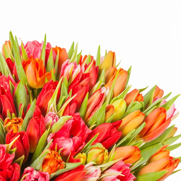 Colorful bouquet of fresh spring tulip flowers with water drops on white background — Stock Photo, Image