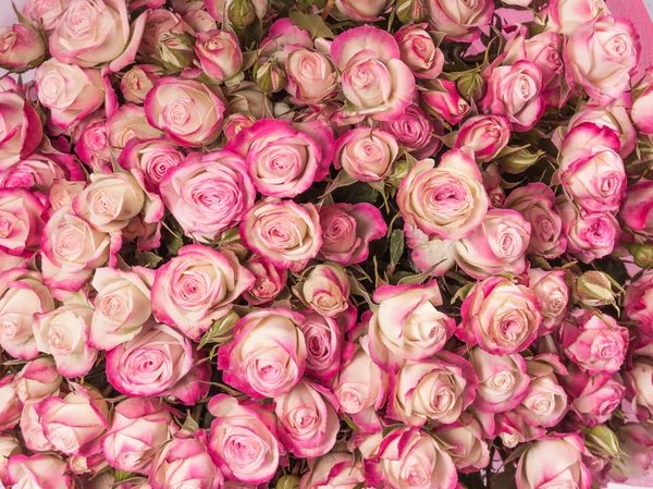 Μικρό ροζ τριαντάφυλλα σε μπουκέτο από κοντά — Φωτογραφία Αρχείου