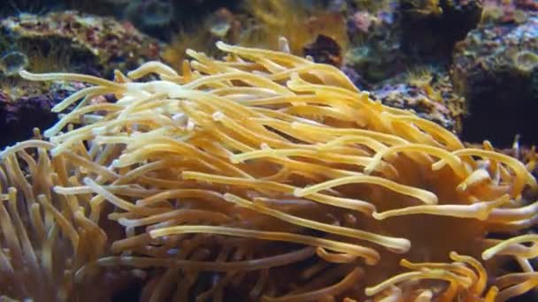 Los tentáculos de la anémona marina el primer plano en el acuario — Vídeos de Stock