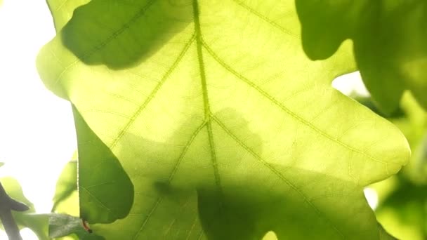 Sunshine through oak leaves — Stock Video