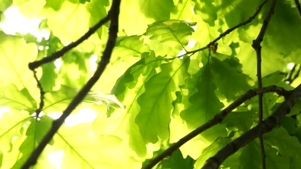 오크 잎을 통해 서 햇빛 — 비디오