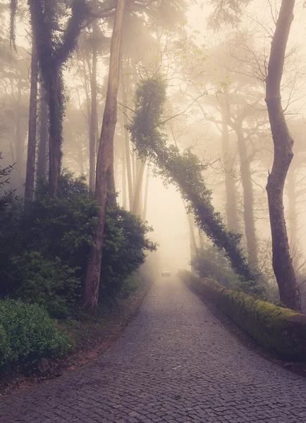 Altın bir orman yoluyla yol — Stok fotoğraf
