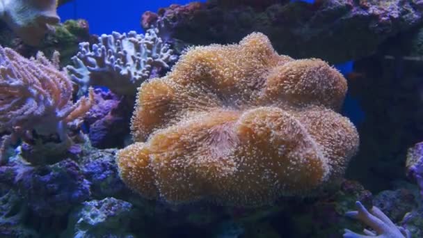 Egy a trópusi korallzátonyok szellőrózsa — Stock videók