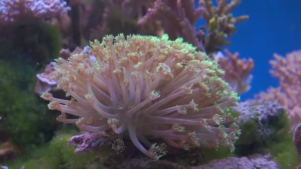 Un anemone sulla barriera corallina tropicale — Video Stock