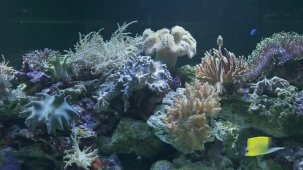 Красочные рыбы в большом аквариуме — стоковое видео