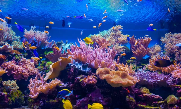 Pesce tropicale su una barriera corallina — Foto Stock