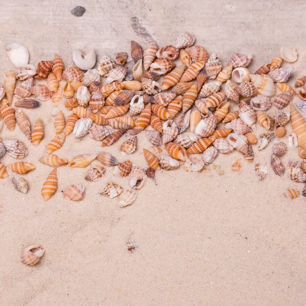 Zeeschelpen op zand. zomer beach achtergrond — Stockfoto