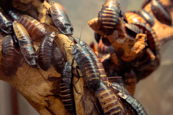 Madagascar sibilante scarafaggio — Foto Stock
