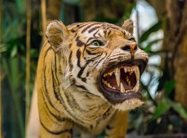Tiger brüllen — Stockfoto