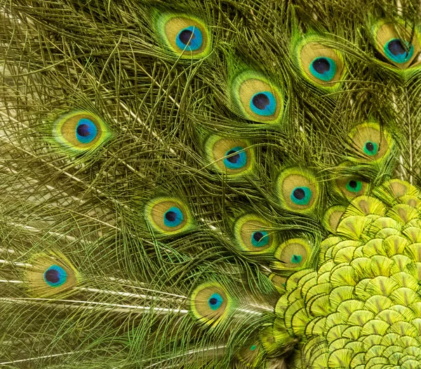 Peacock feather pattern background — Stock Photo, Image