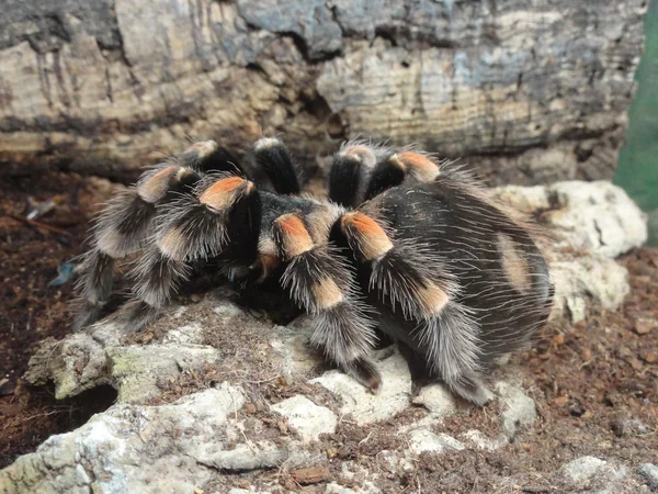 Tarantule — Stock fotografie