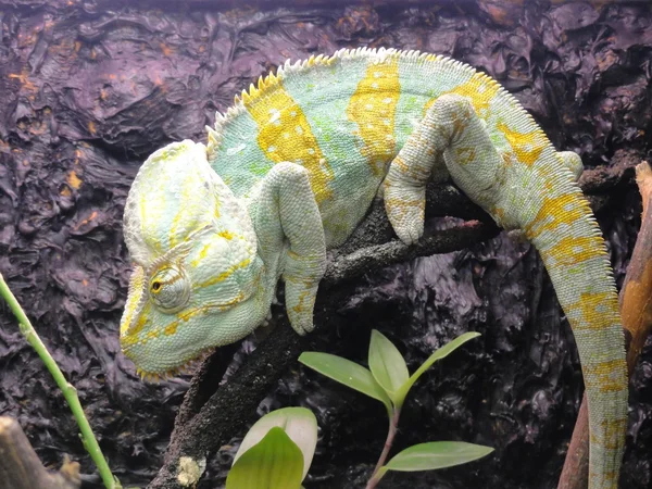 Camaleón verde en un árbol — Foto de Stock