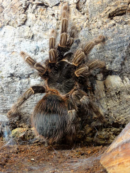 Tarantula — Stockfoto