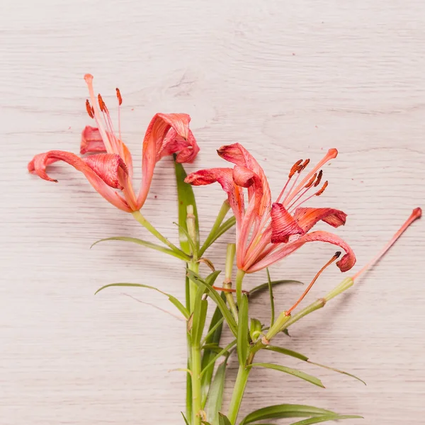 Fresh  spring red flowers on wood. Toned image. — Stock Photo, Image