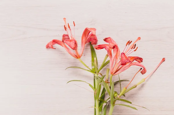 Fresh  spring red flowers on wood. Toned image. — Stock Photo, Image
