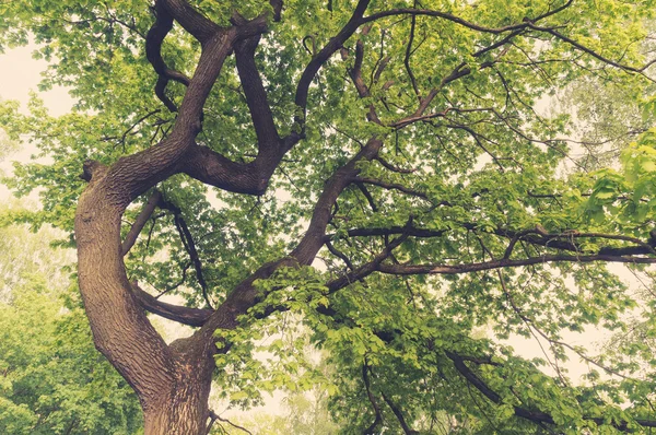 Wierzchołek drzewa liściaste starych dębów — Zdjęcie stockowe