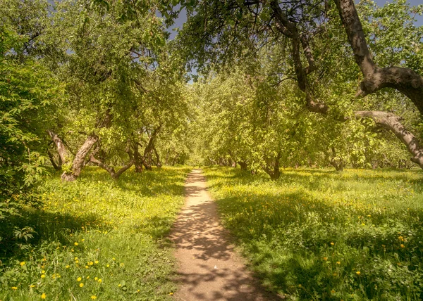Путь лежит в зеленом лесу — стоковое фото