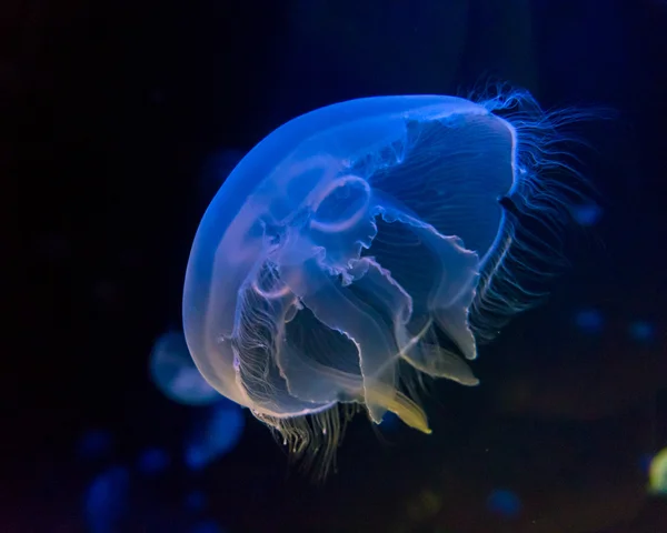Moon jellyfish  in an aquarium — Stock Photo, Image