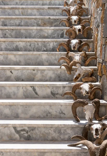 Crâne de chèvre sur un escalier en pierre — Photo