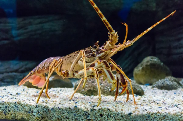 Homard de roche tropicale coloré sous l'eau — Photo