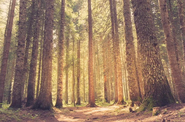 햇빛에 소나무 숲입니다. 레트로 스타일 — 스톡 사진