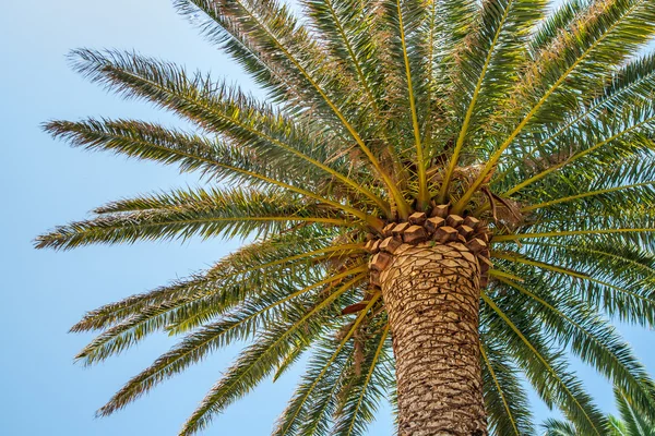 Tropikal palmiye — Stok fotoğraf