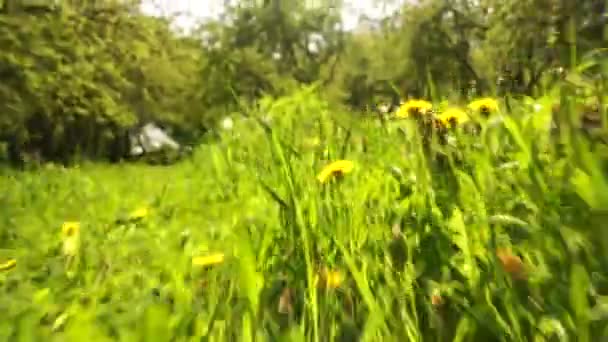Leuchtend lebendiges grünes Gras aus nächster Nähe — Stockvideo