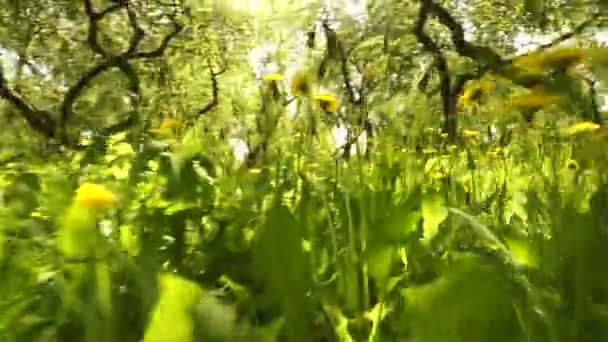 Grama verde vibrante brilhante close-up — Vídeo de Stock