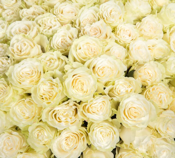 Many white roses as a floral background — Stock Photo, Image