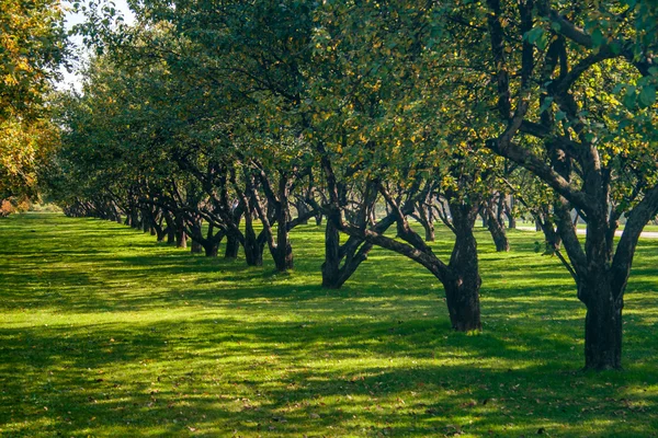 Apple a ovocné stromy — Stock fotografie