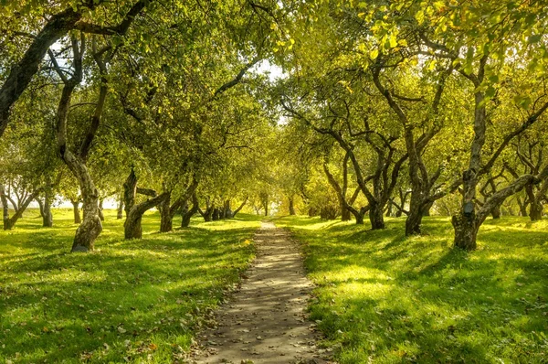 Groen bos — Stockfoto